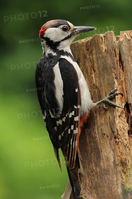 Great Spotted Woodpecker (Dendrocopos major) male, Lower Saxony, Germany