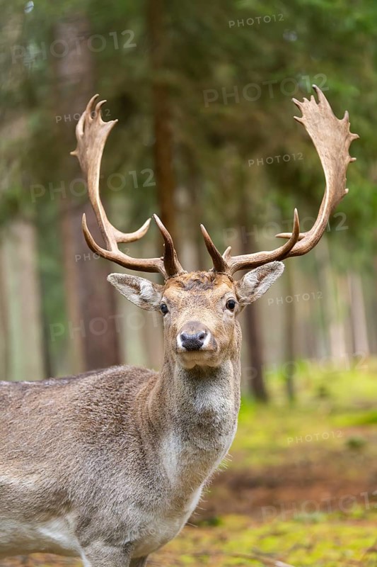European fallow deer (Dama dama) buck, portrait, in a forest in autumn, Bavaria, Germany