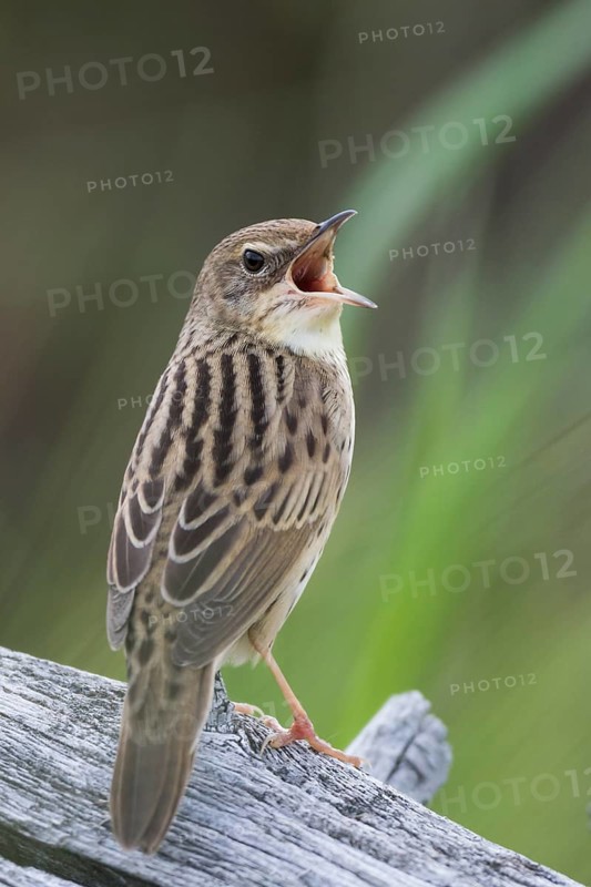 Lanceolated Warbler - Strichelschwirl - Locustella lanceolata ssp. lanceolata, Russia