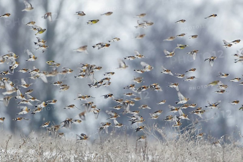 Bergfinkenschwarm fliegend; im Flug; lat. Fringilla montifringilla; vor Baumgruppe; Steinwedler Feldmark