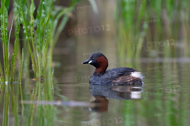 Little Grebe (Tachybaptus ruficollis), Saxony, Germany