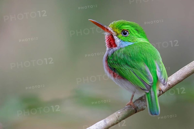Cuban Tody (Todus multicolor) perched on a branch in Cuba