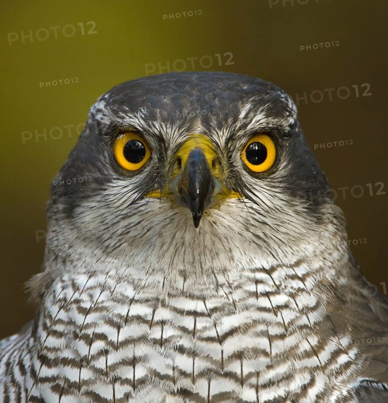 Northern Goshawk (Accipiter gentilis) female, Utrecht, Netherlands