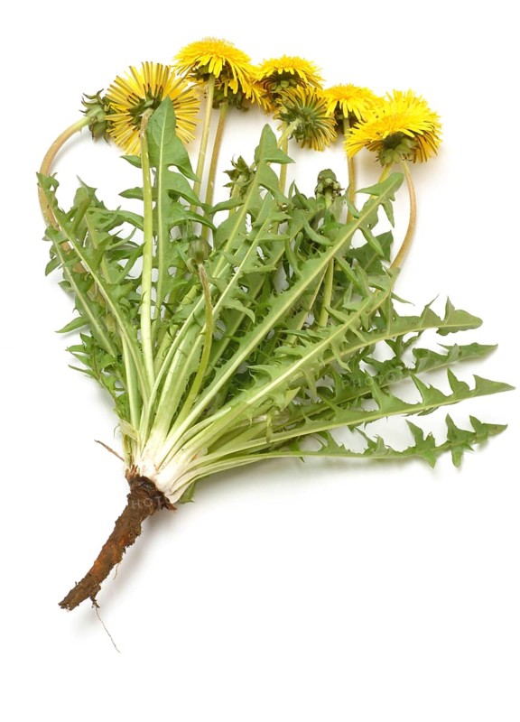 Common dandelion (Taraxacum) Ruderalia, Taraxacum officinale, medicinal plant, the most important active substances of the dandelion are the bitter substances
