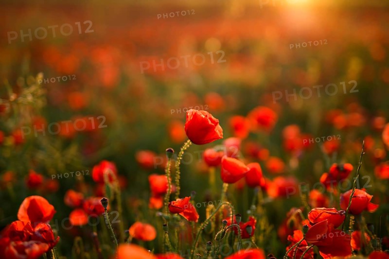Glowing golden light bathes a vibrant field of Papaver rhoeas, commonly known as common poppy or red poppy. The image focuses on the delicate textures and intense red hues of the flowers, highlighted by the setting sun