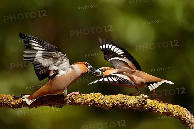 Appelvink, Hawfinch, Coccothraustes coccothraustes