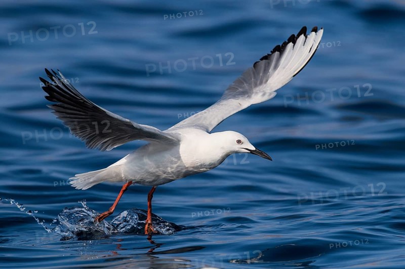 Slender-billed Gull (Chroicocephalus genei) flying, Eilat, Israel