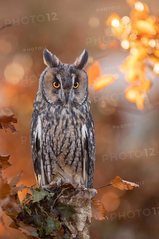 Long-eared Owl (Asio otus) captive, Bavaria, Germany