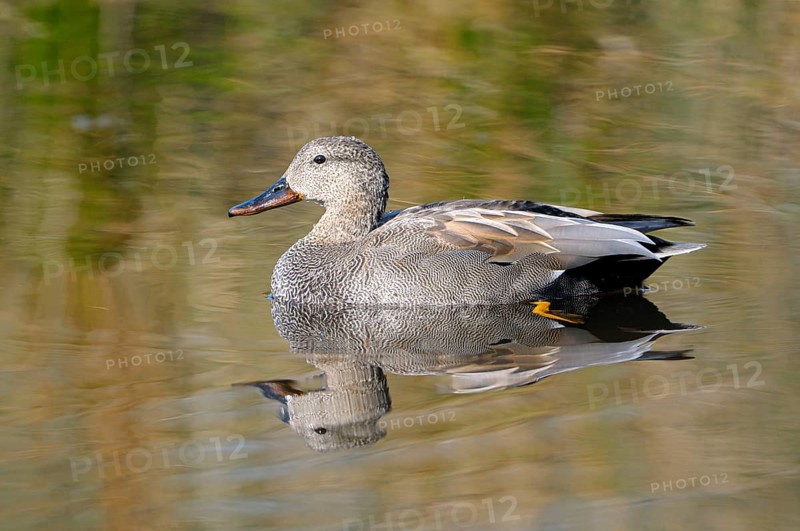 Schnatterente (Anas strepera), Gadwall, Erpel, Altvogel, April, Krickenbecker Seen, Nordrhein-Westfalen, Deutschland