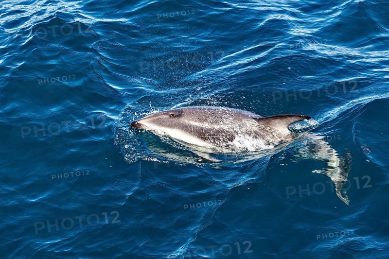 A dolphin swims in the blue sea, surrounded by waves, The Clymene dolphin (Stenella clymene) near Puerto Madryn in Argentina