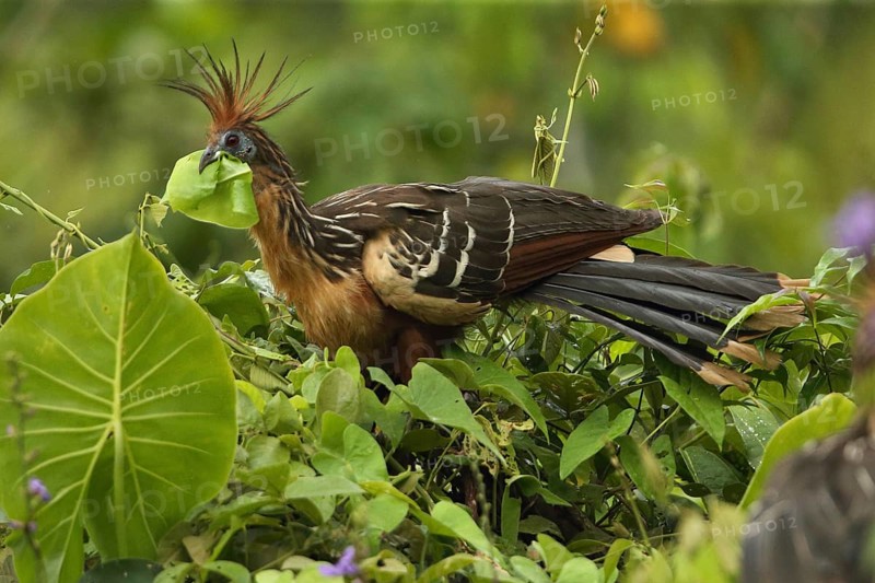 Hoatzin (Opisthocomus hoazin) feeding on leaves in tree, Orinoco Delta, Venezuela