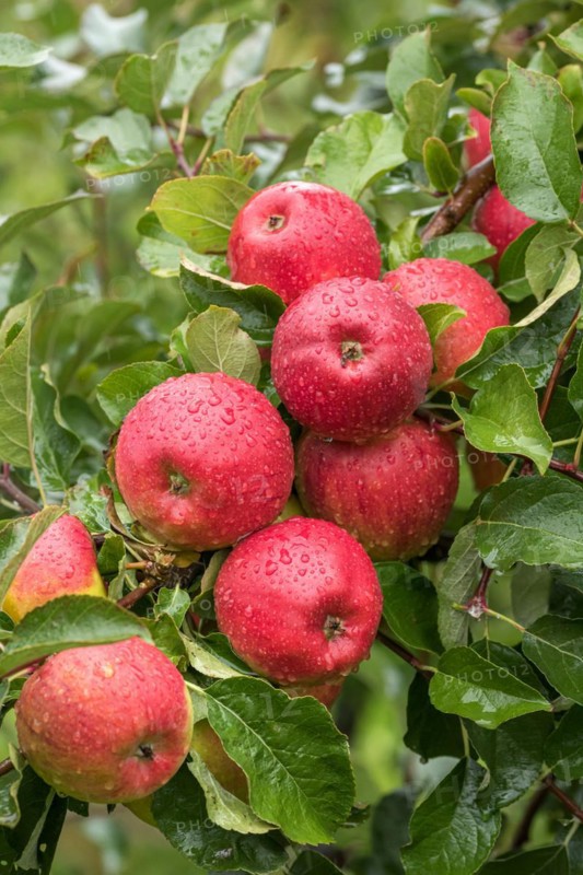 Apple (Malus domestica 'Pilot'), Bundessorteamt, testing centre Wurz, Germany