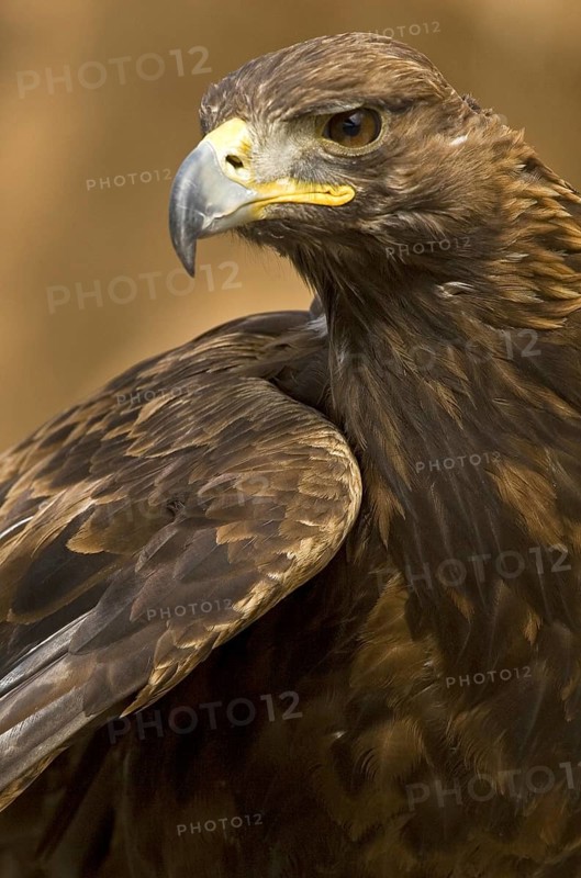 Golden Eagle (Aquila chrysaetos) female, Madrid, Spain