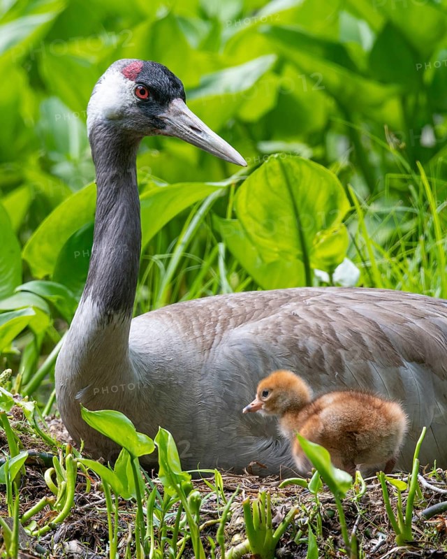Crane (gurs grus) in nest with chicks, Feldberger Seenlandschaft, Mecklenburg-Vorpommern, Germany