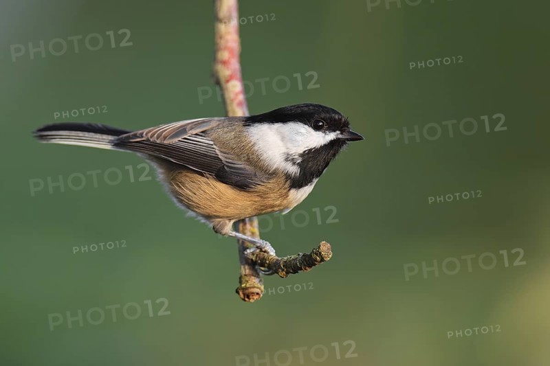 Black-capped Chickadee (Poecile atricapillus), British Columbia, Canada