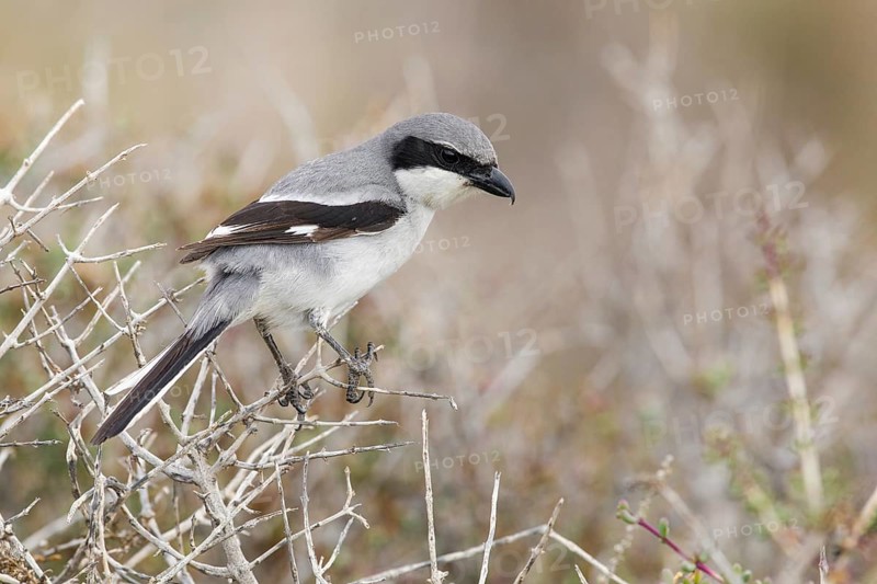Southern Grey Shrike (Lanius meridionalis) perched on a dried twig, Fuerteventura, Spain