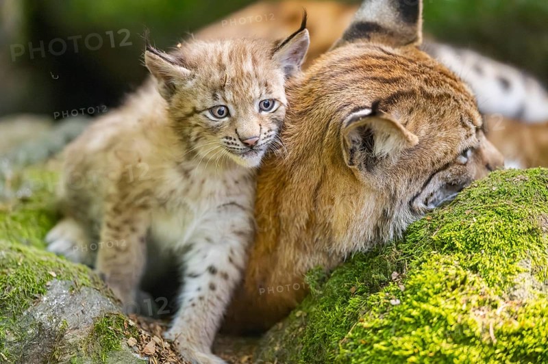 Eurasian lynx (Lynx lynx) mother with her youngsters (cubs) lying on a rock in a forest, Bavaria, Germany