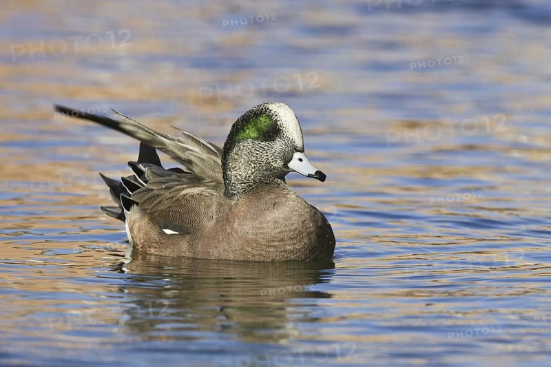 American Wigeon (Mareca americana) male, New Mexico, USA