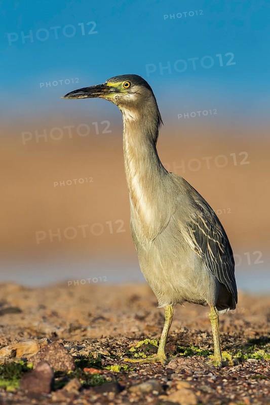 Striated Heron (Butorides striata), Eilat, Israel