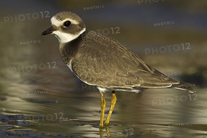 Common Ringed Plover (Charadrius hiaticula), Asturias, Spain