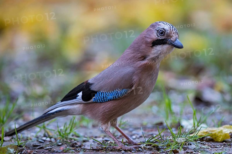 Eurasian Jay (Garrulus glandarius) perched on the ground, Bavaria, Germany
