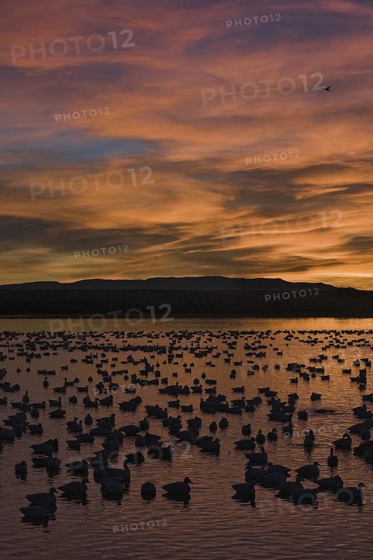 Snow Goose (Anser caerulescens), New Mexico, USA