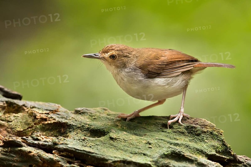 White-chested Babbler (Trichastoma rostratum), Selangor, Malaysia