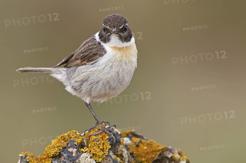 Canary Islands Stonechat (Saxicola dacotiae), Fuerteventura, Spain