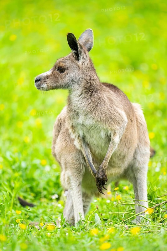 Eastern grey kangaroo (Macropus giganteus) on a meadow, Bavaria, Germany