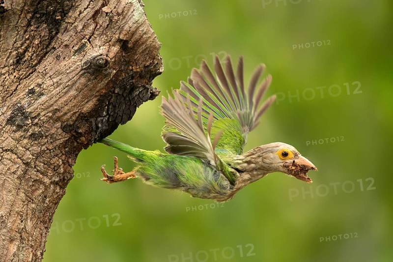 Lineated Barbet (Psilopogon lineatus) flying with food in beak, Chiang Mai, Thailand