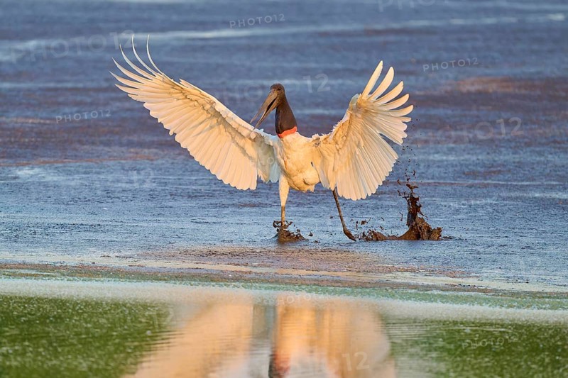 A bird touches down on a wet surface, reflecting the image, Jabiru (Jabiru mycteria), Pantanal, Mato Grosso, Brazil