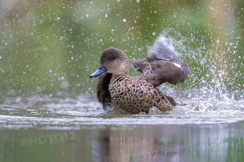 Grey Teal (Anas gracilis) bathing, Victoria, Australia