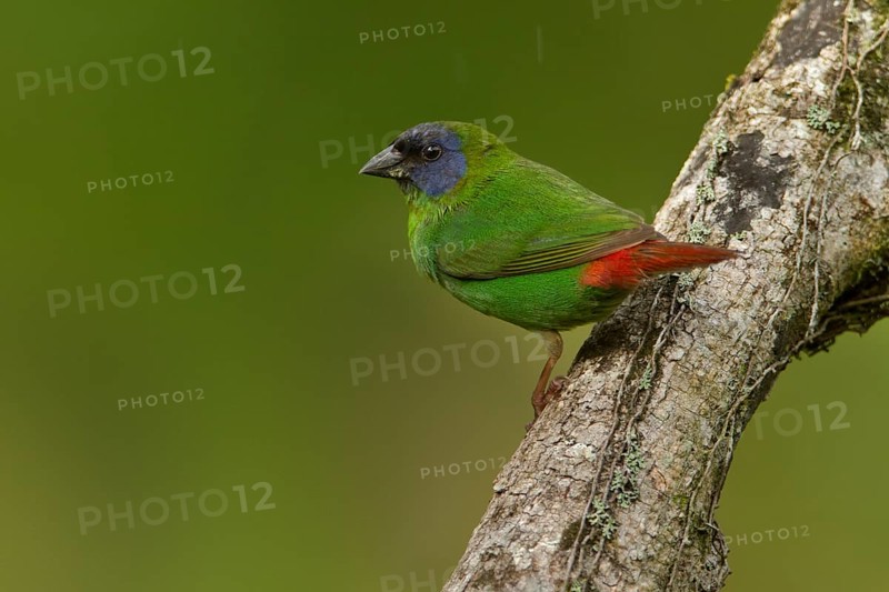Blue-faced Parrotfinch (Erythrura trichroa macgillivrayi), Queensland, Australia