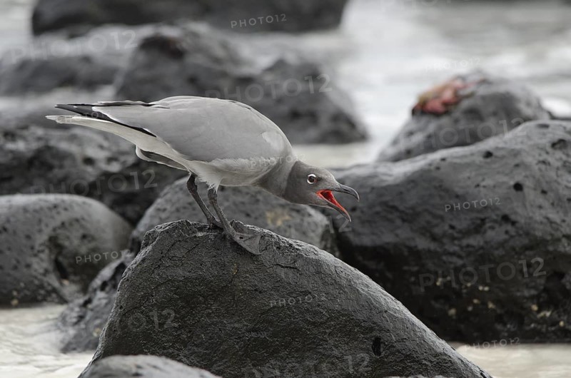 A Lava Gull calling on Santa Cruz Island in the Galapagos