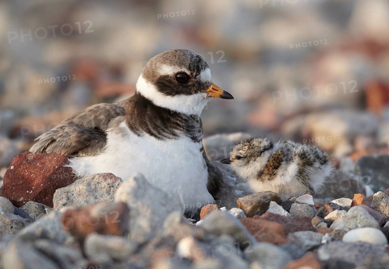 Common Ringed Plover (Charadrius hiaticula) with chick, Schleswig-Holstein, Germany