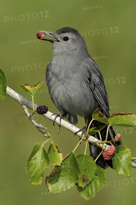 Grey Catbird (Dumetella carolinensis), Texas, USA