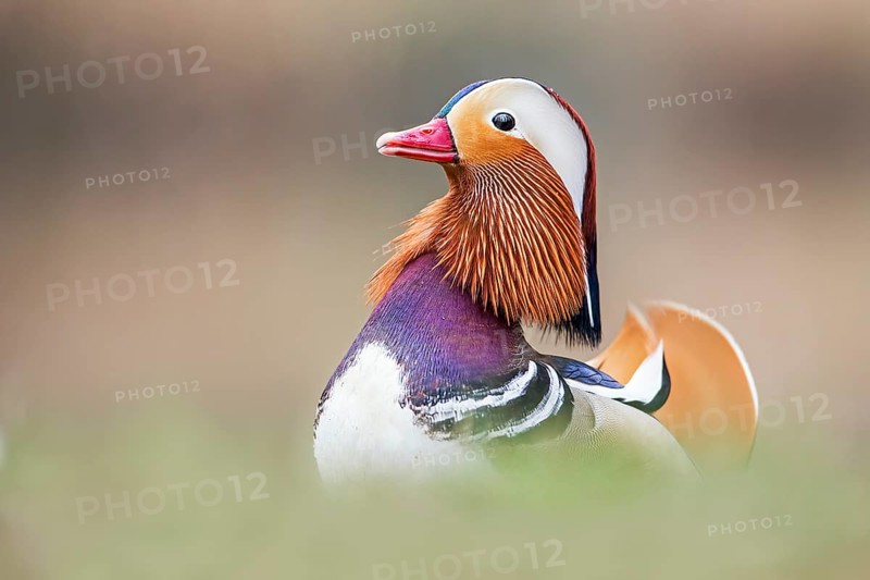 Mandarin Duck (Aix galericulata) male, Saxony-Anhalt, Germany