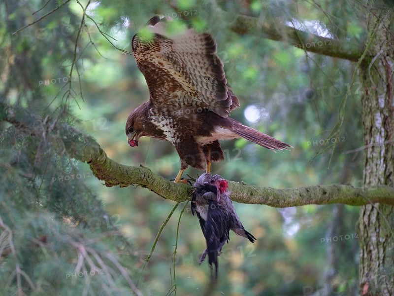 Buzzard (buteo buteo) with the eye of its prey (Hooded Crow) in its beak. Berlin, Germany