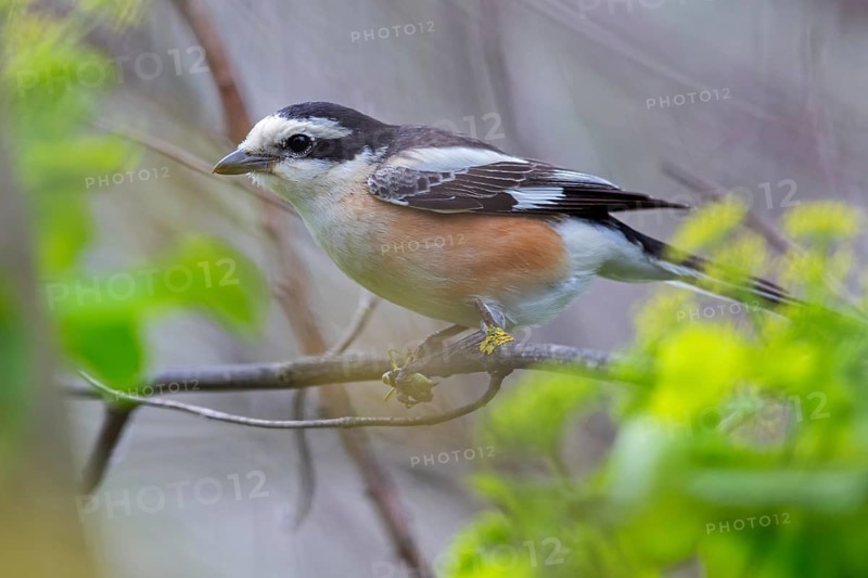 Masked shrike, (Lanius nubicu), animals, birds, family of shrikes, perching site, biotope Lesbos Island, Lesbos, Greece