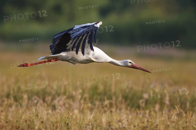 White Stork (Ciconia ciconia) flying, North Rhine-Westphalia, Germany