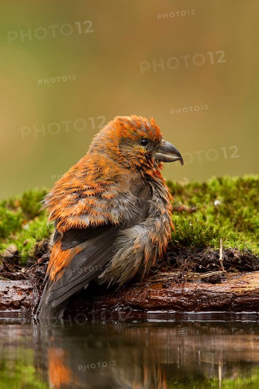 Red Crossbill (Loxia curvirostra) male, Utrecht, Netherlands