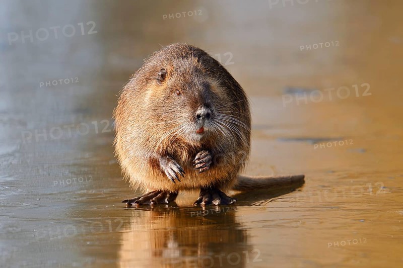 Nutria or swamp beaver (Myocastor coypus) on the ice surface of a lake in winter, neozoa in Germany, North Rhine-Westphalia, Germany