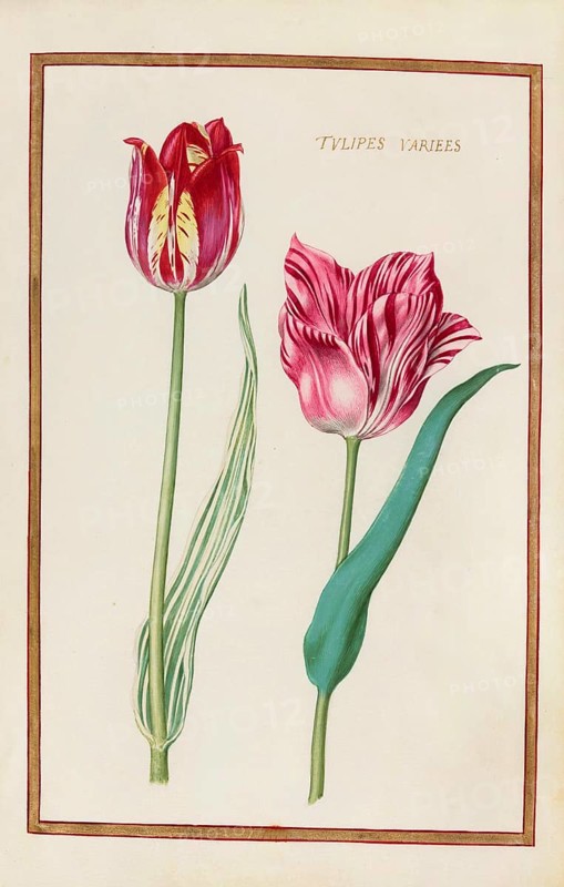 Tulips, Historical, digitally enhanced reproduction from Theatrum florae (1624) by Daniel Rabel (1578 - 1637)