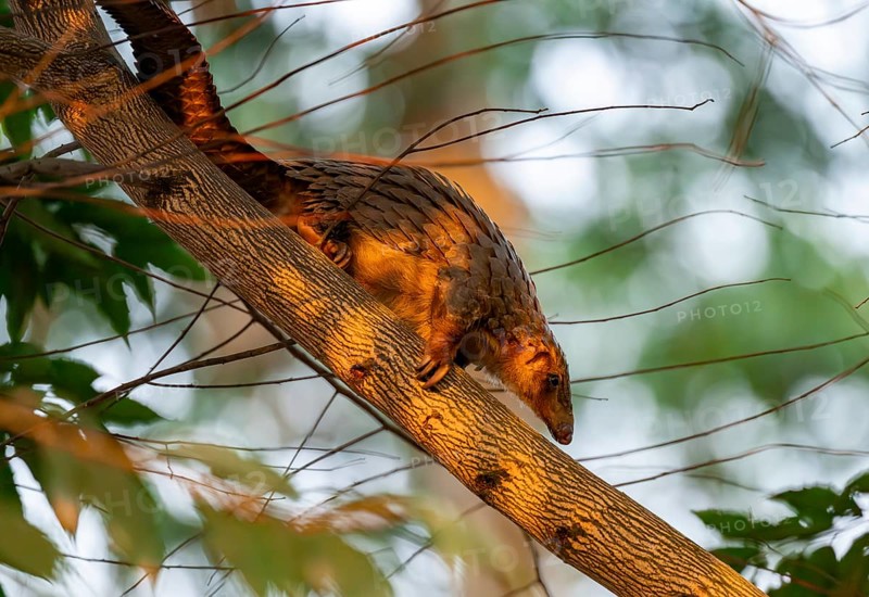 Pangolin climbing a tree, White-bellied pangolin (Phataginus tricuspis, Manis tricuspis), Western Region, Pangolin Rescue Centre, Uganda