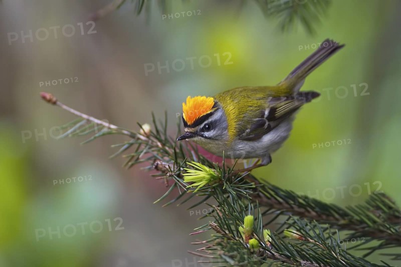 Common Firecrest (Regulus ignicapilla), Saxony-Anhalt, Germany