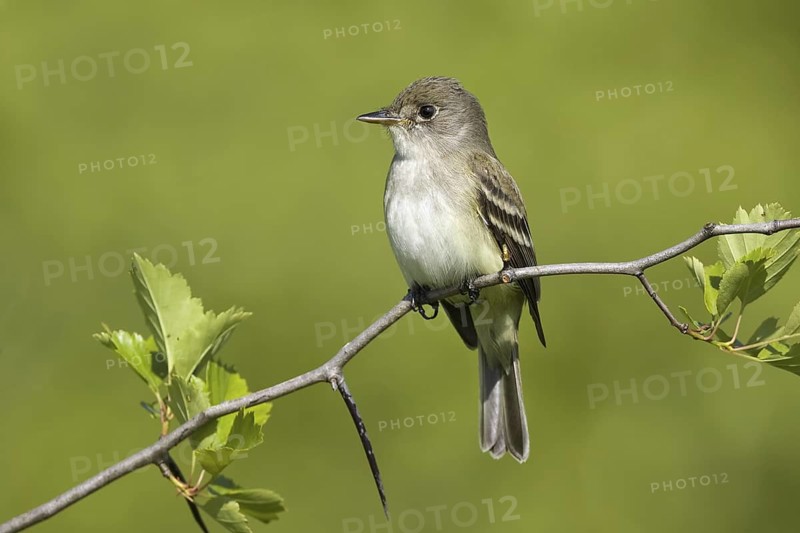 Willow Flycatcher (Empidonax traillii), Maryland, USA
