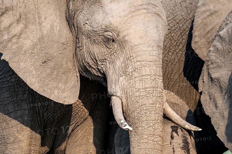 Detail, Animal portrait, African elephant (Loxodonta africana), Ihaha, Chobe National Park, Botswana, Africa