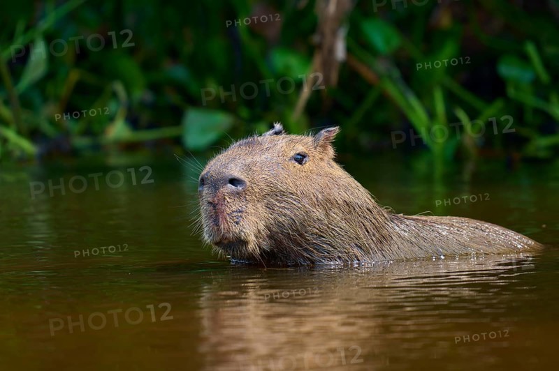 Capybara in the water, surrounded by green foliage, looks relaxed and calm, Capybara, capybara (Hydrochoerus hydrochaeris), Pantanal, Mato Grosso, Brazil