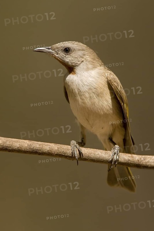 Rufous-throated Honeyeater (Conopophila rufogularis), Western Australia, Australia