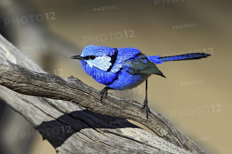 Splendid Fairywren (Malurus splendens) male, Queensland, Australia